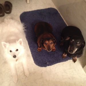 Meet your Posher, Mona